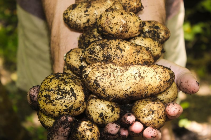 Organic Harvesting