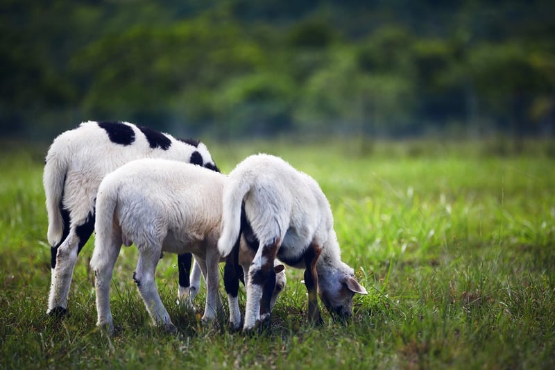 Sustainable Farming